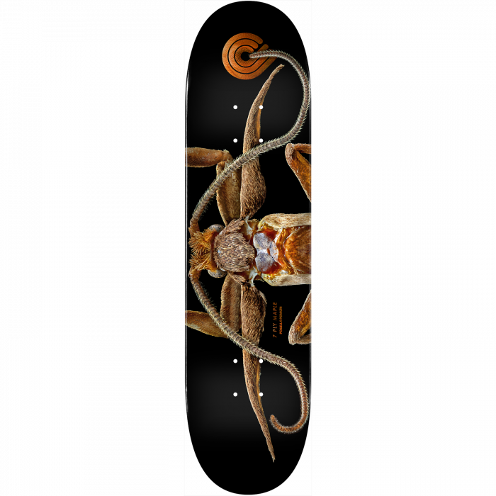 PWL/P BISS MARION MOTH DECK-8.25